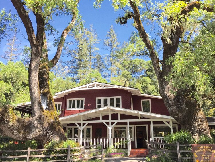 the petrified forest in Calistoga, featuring trails in Calistoga, as featured in Davis Estates’ wine blog on the best things to do in Calistoga