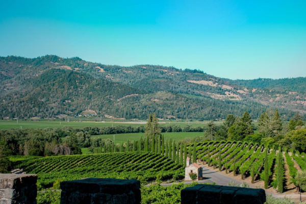 A view of a vineyard in Calistoga | Best Wineries in Calistoga