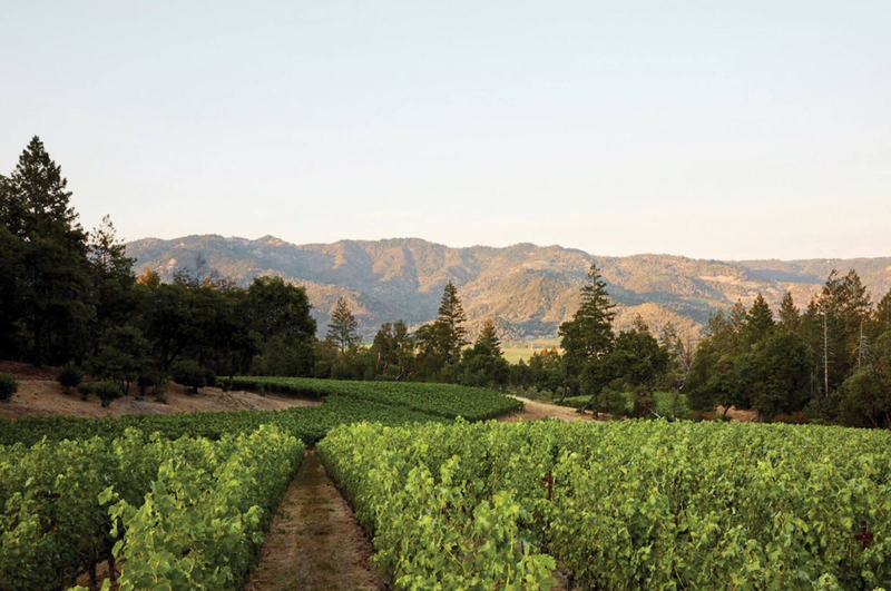 A beautiful green vineyard is surrounded by tall evergreens and nestled in the shadow of a mountain | Best Wineries in Calistoga