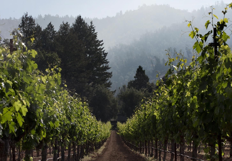 Rows of vines on either side of a path lead towards trees and the shadowy mountain | Best Wineries in Calistoga