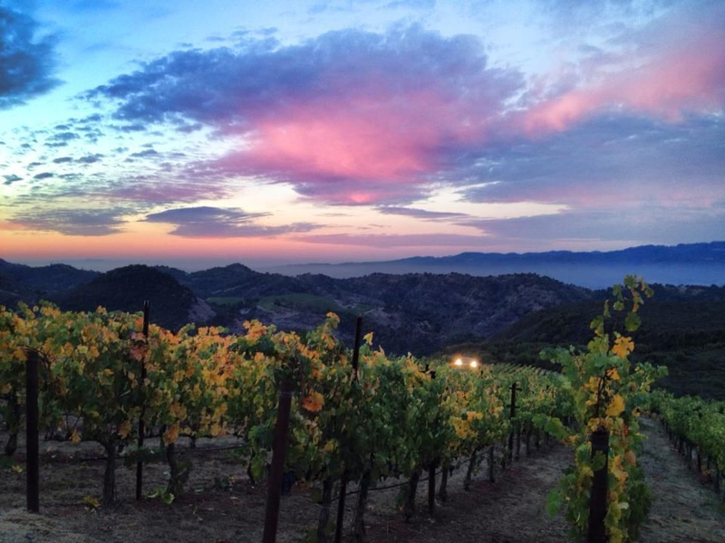 A stunning sunset leaves pink clouds lingering in the sky over the vineyard | Best Wineries in Calistoga