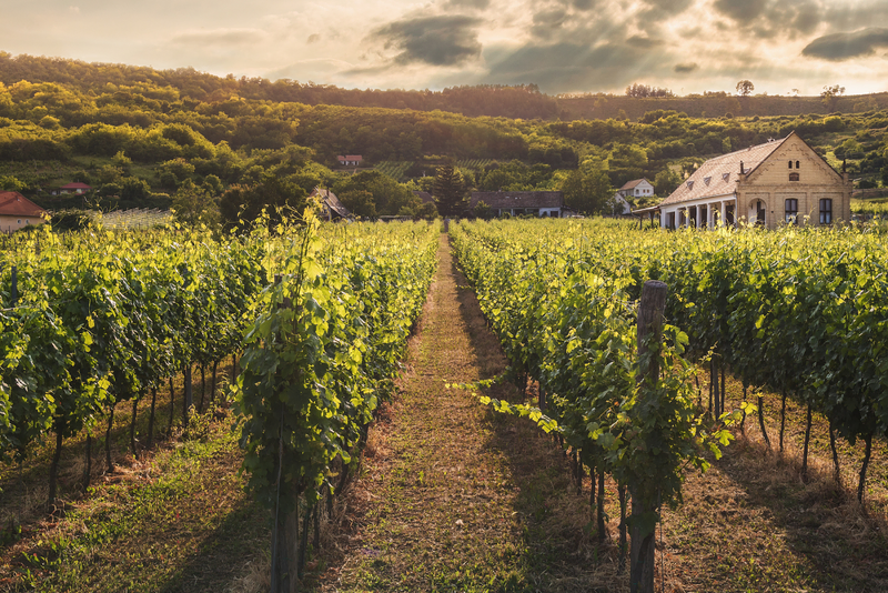 Vineyard rows leading to a farmhouse at sunset.