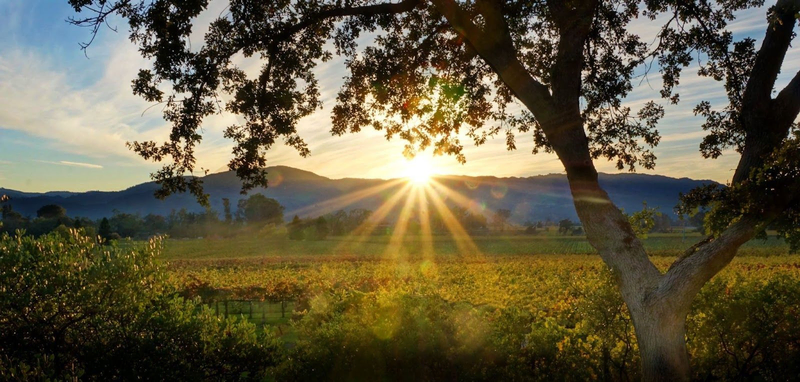 Sunrise over vineyards framed by a large oak tree