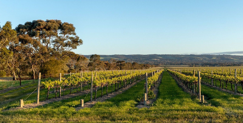 Vineyard rows stretching toward distant rolling hills