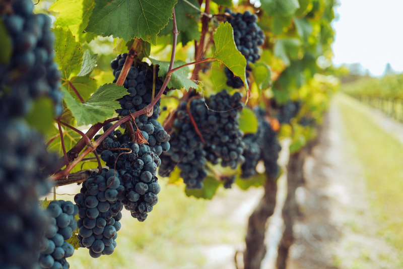 Grapevines with ripe clusters at Davis Estates